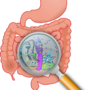 gut