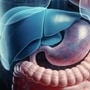 liver
