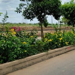 <p>సభా వేదిక పాయింట్ వద్ద N9 రోడ్డును పచ్చిక బౌగెన్‌విల్లే, ప్లుమేరియా పుష్పించే మొక్కలతో అందంగా తీర్చిదిద్దారు.</p>