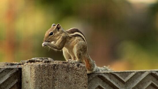 ప్రేరణనిచ్చే ఉడుత కథ