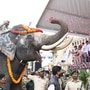 <p>శాస్త్రోక్తంగా గజ పూజ నిర్వహించిన అనంతరం జెండా ఊపుతూ కర్ణాటక ప్రభుత్వాధినేతలు కుంకీలను సాగనంపగా, పూల వర్షం కురిపిస్తూ పవన్ కల్యాణ్ ఆహ్వానం పలికారు. ఈ నాలుగు ఏనుగులను కర్ణాటక అటవీశాఖ అధికారుల నుంచి ఆంధ్రప్రదేశ్ అటవీ అధికారులు అధికారికంగా స్వీకరించారు. </p>