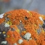 ఫంగస్ వల్ల ప్రమాదకరమైన వ్యాధి