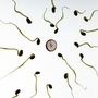 sperm-956480_1280