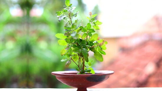 ఎండిపోయిన తులసి మొక్క