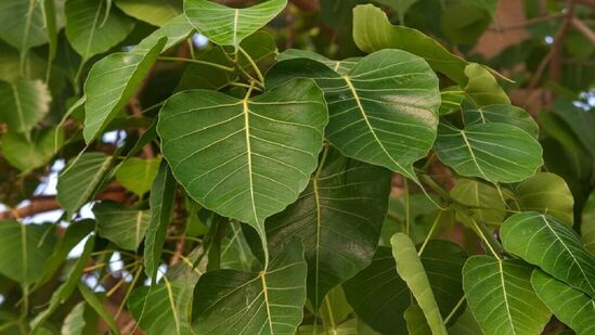 పరిహారాలు: శనివారాల్లో ఉపవాసం ఉండి, రావి చెట్టుకు  క్రమం తప్పకుండా నీరు పోయండి.