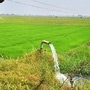డెల్టాకు నీటి విడుదల