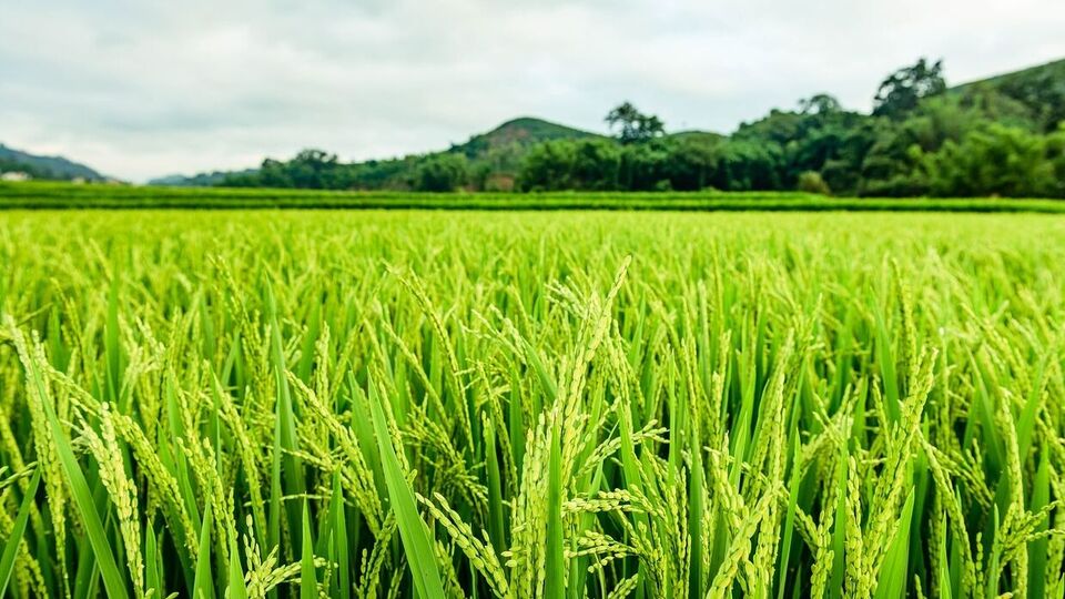 <p>కొత్త దరఖాస్తుదారులు…. పట్టాదారు పాసుపుస్తకం, ఆధార్ కార్డు జిరాక్స్, బ్యాంక్ అకౌంట్ వివరాలను తప్పనిసరిగా ఇవ్వాలి. వ్యవసాయశాఖ రూపొందించిన అప్లికేషన్ ఫారమ్ నింపి… మండలంలోని వ్యవసాయ అధికారులకు(వ్యవసాయ విస్తరణ అధికారికి ) అందజేయాల్సి ఉంటుంది. </p>