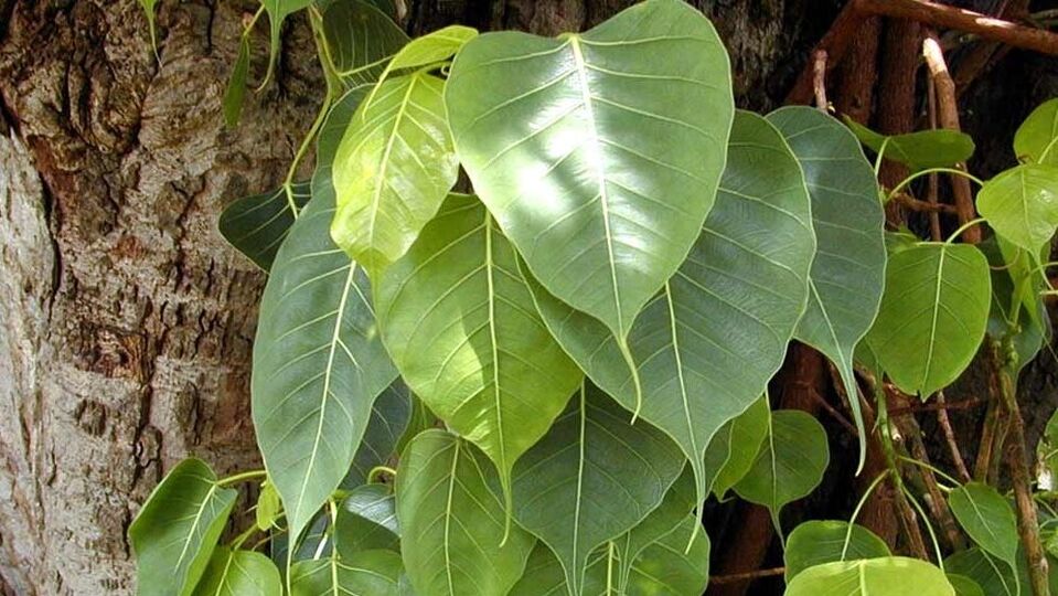 <p>ఆలయ ఆవరణలో మర్రి చెట్టును నాటడం చాలా పుణ్యకార్యం. ఈ మొక్కలు పెరిగే వరకు వాటిని సంరక్షించండి.</p>