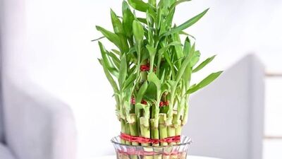 వాస్తు ప్రకారం ఇంట్లో వెదురు మొక్కను పెడితే ఏమవుంది? (pinterest)