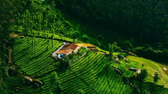 హైదరాబాద్ - ఊటీ ట్రిప్ ధరలు: కంఫర్డ్ క్లాస్(3A) లో సింగిల్ షేరింగ్ కు రూ. 34460గా ఉంది. డబుల్ షేరింగ్ కు రూ. 19300, ట్రిపుల్ షేరింగ్ కు రూ. 17340గా నిర్ణయించారు. స్టాండర్డ్ క్లాస్ లో ట్రిపుల్ షేరింగ్ కు రూ. 14790గా నిర్ణయించారు. డబుల్ షేరింగ్ కు రూ. 16750, సింగిల్ షేరింగ్ కు రూ. 31910గా నిర్ణయించారు.  5 నుంచి 11 ఏళ్ల మధ్య ఉండే చిన్నారులకు వేర్వురు ధరలు ఉంటాయి. ఇక టూర్ ప్యాకేజీలో టికెట్లు, హోటల్‌లో వసతి, బ్రేక్‌ఫాస్ట్, లంచ్, డిన్నర్ కవర్ అవుతాయి.