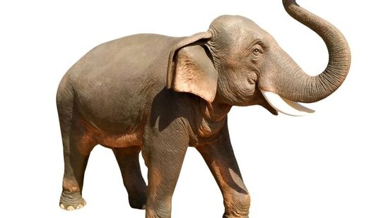 శక్తికి చిహ్నం: వాస్తు శాస్త్రంలో ఏనుగును సంవృద్ధి, తెలివితేటలు, శక్తికి చిహ్నంగా పరిగణిస్తారు. మీ ఇంట్లో ఏనుగు విగ్రహాన్ని ఉంచినట్లయితే, అది జీవితంలో సానుకూల శక్తిని తెస్తుందని నమ్ముతారు. అయితే, మీరు ఏనుగు విగ్రహాన్ని సరైన స్థలంలో ఉంచకపోతే, దాని ప్రయోజనాలకు బదులుగా, ప్రతికూలతలు ఉన్నాయి. 